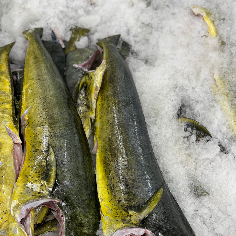 Mahi- Mahi
Whole,fillets & portions
