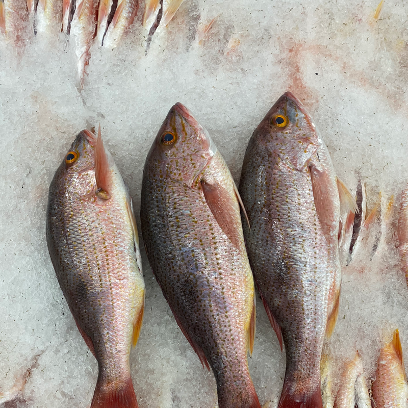 Corvina
Whole, fillets & portions