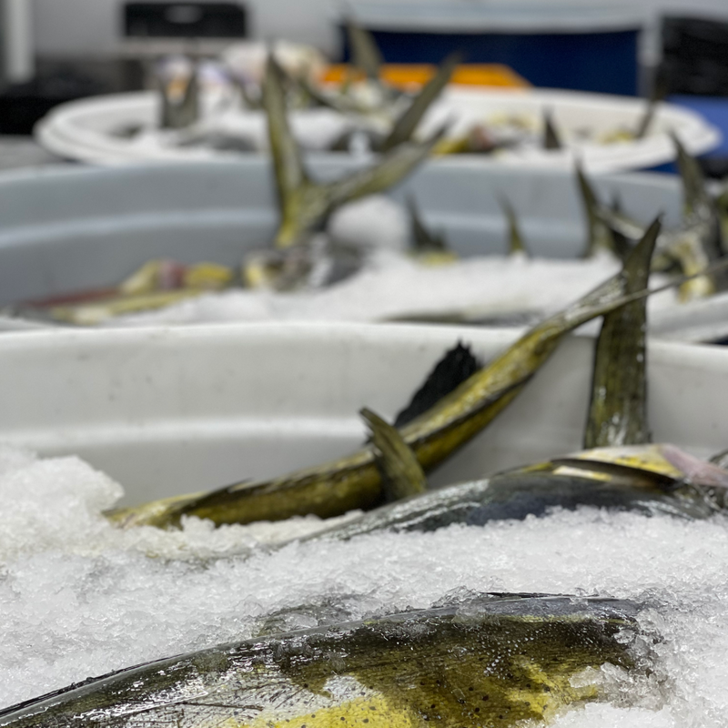 Mahi- Mahi
Whole,fillets & portions